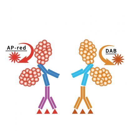 iVision?葡萄串式多聚體酶標(biāo)二抗